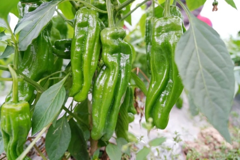 薄皮芜湖椒，万亩基地，可供电商，商超，市场