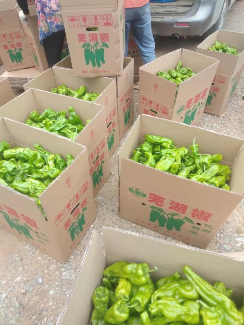 薄皮芜湖椒，万亩基地，可供电商，商超，市场