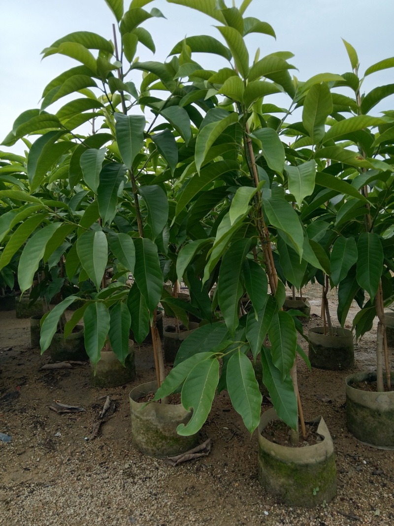 玉兰花/白玉兰/正品嫁接苗老桩/广东揭阳基地基地直销/