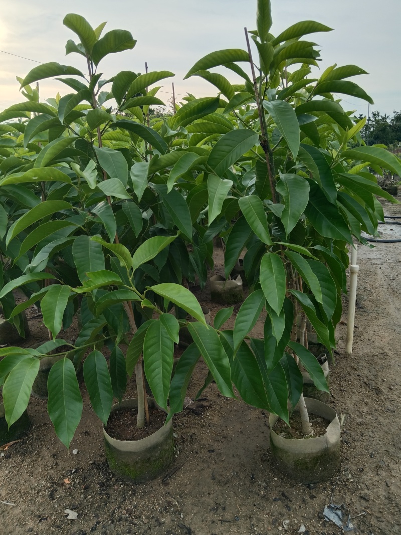 玉兰花/白玉兰/正品嫁接苗老桩/广东揭阳基地基地直销/