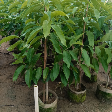 玉兰花/白玉兰/正品嫁接苗老桩/广东揭阳基地基地直销/