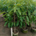 玉兰花/白玉兰/正品嫁接苗老桩/广东揭阳基地基地直销/