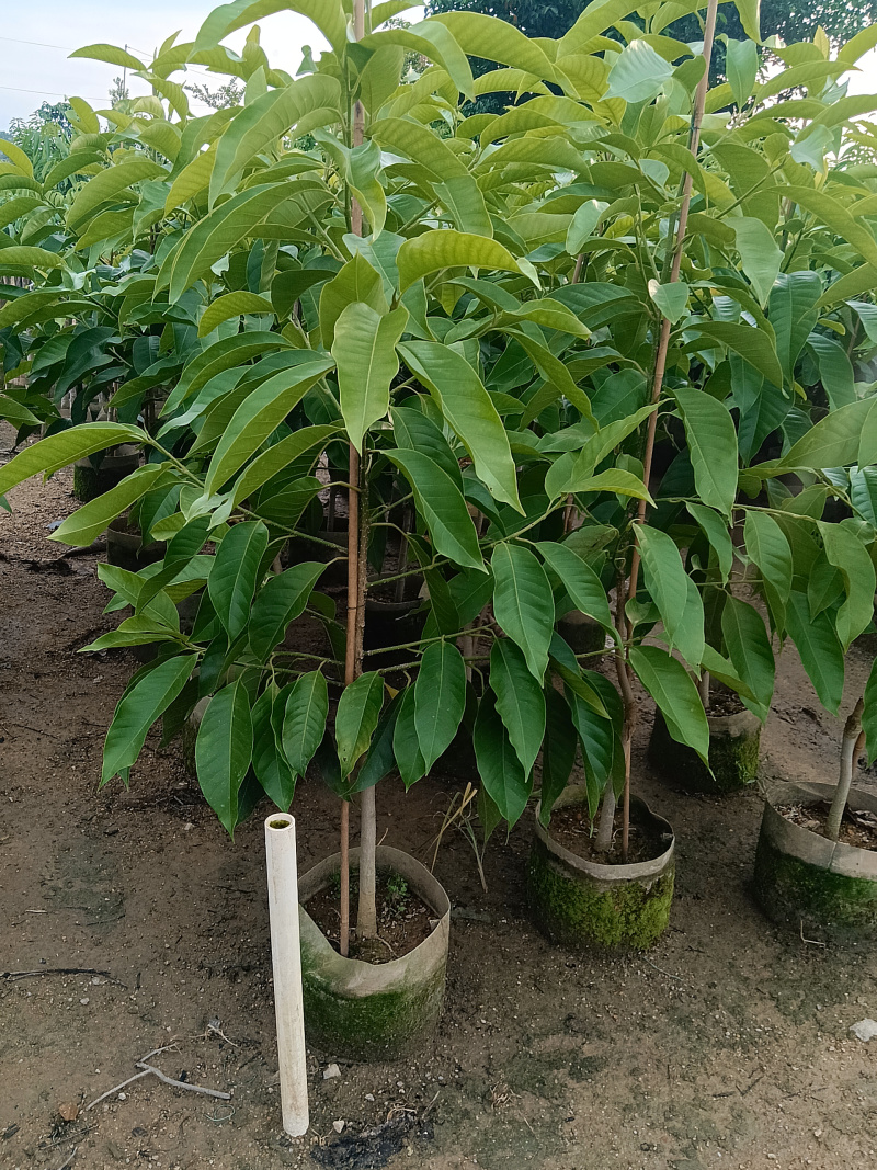 玉兰花/白玉兰/正品嫁接苗老桩/广东揭阳基地基地直销/