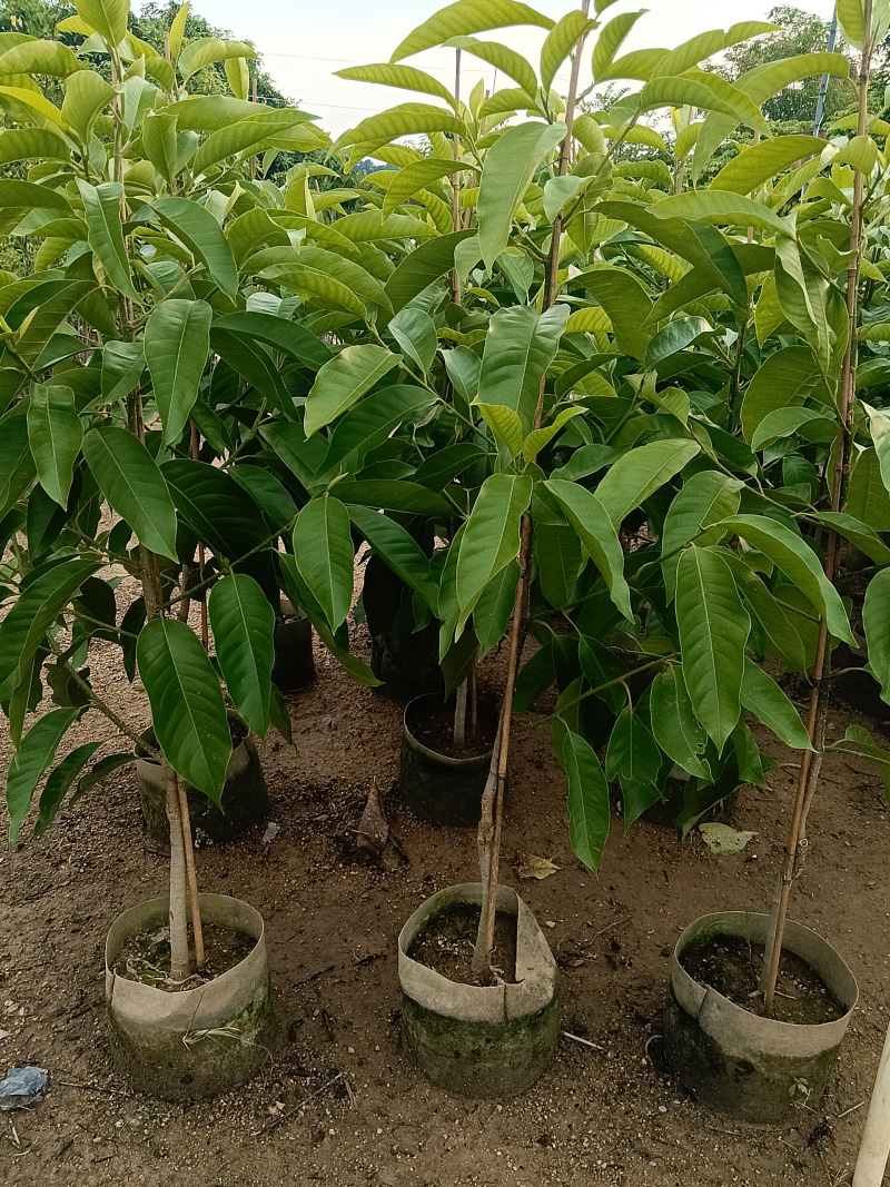 玉兰花/白玉兰/正品嫁接苗老桩/广东揭阳基地基地直销/