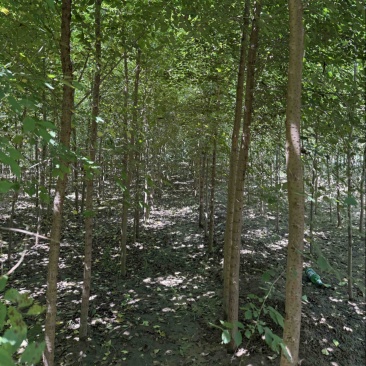 河北白榆，榆树基地，发货拉萨，造林