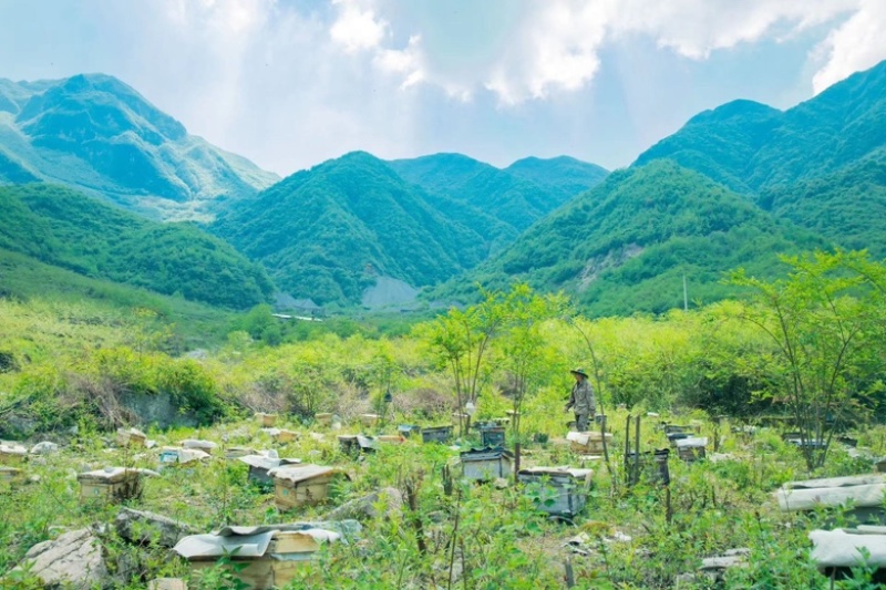 野山花土蜂蜜