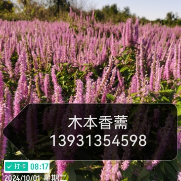 木本香薷