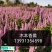 木本香薷