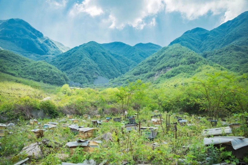 野山花土蜂蜜