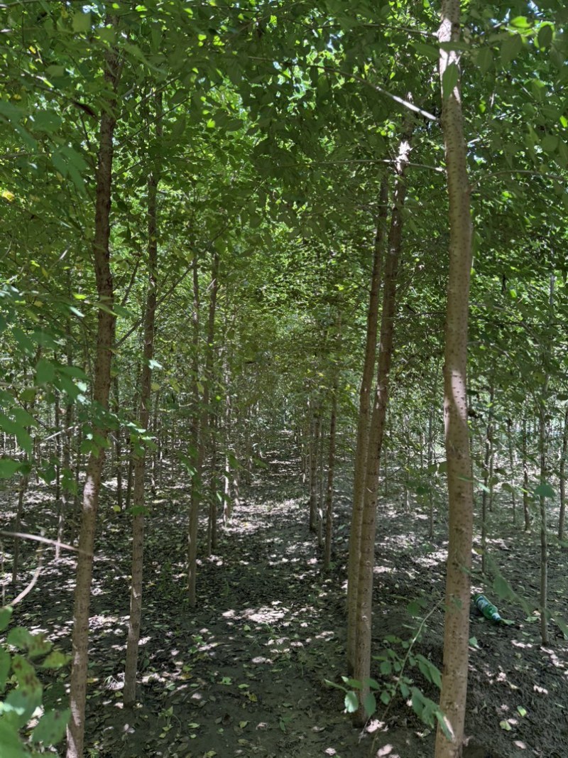 河北白榆，榆树基地，发货拉萨，造林