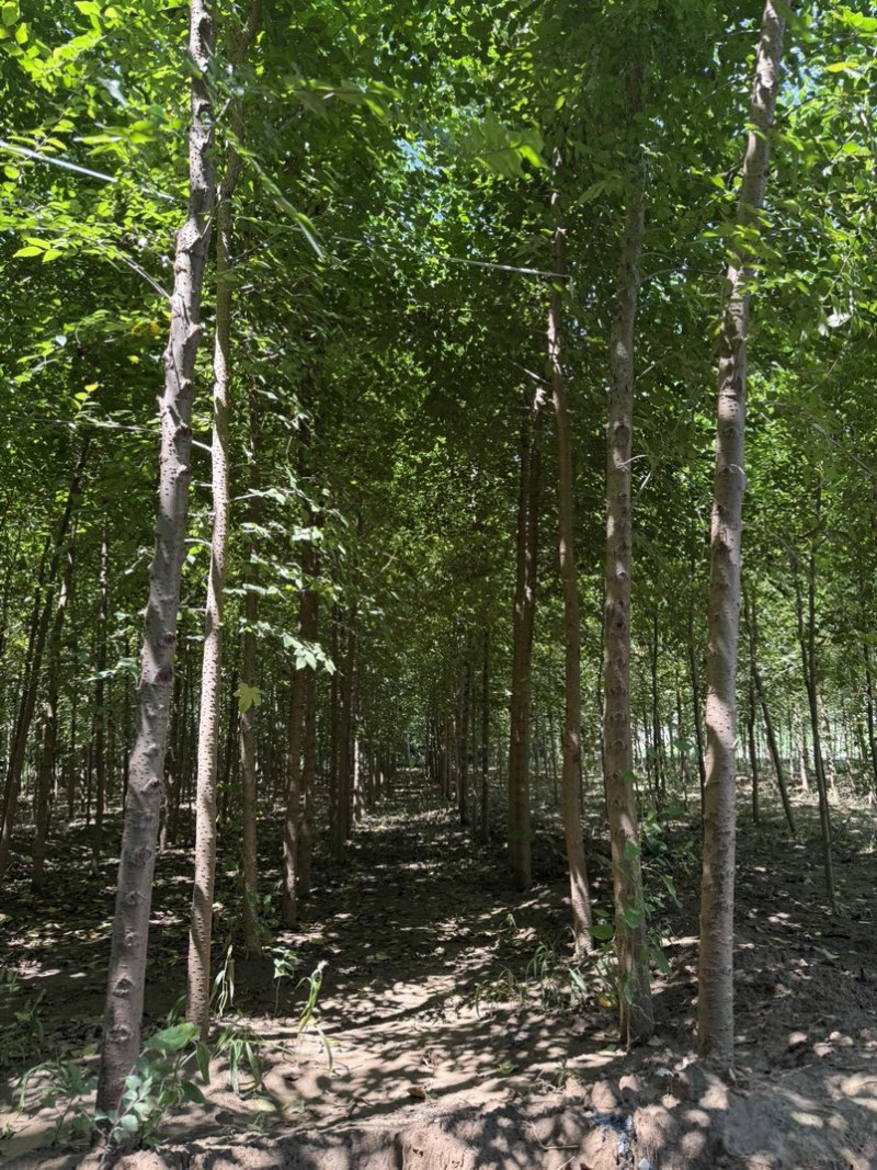 河北白榆，榆树基地，发货拉萨，造林