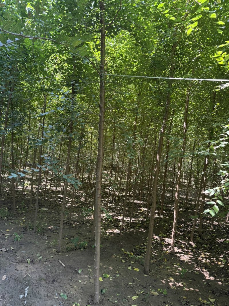河北白榆，榆树基地，发货拉萨，造林