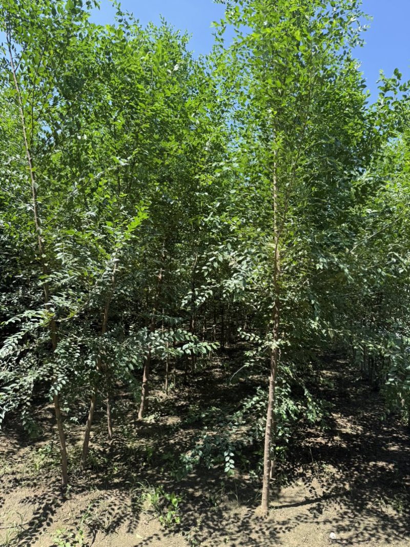 河北白榆，榆树基地，发货拉萨，造林