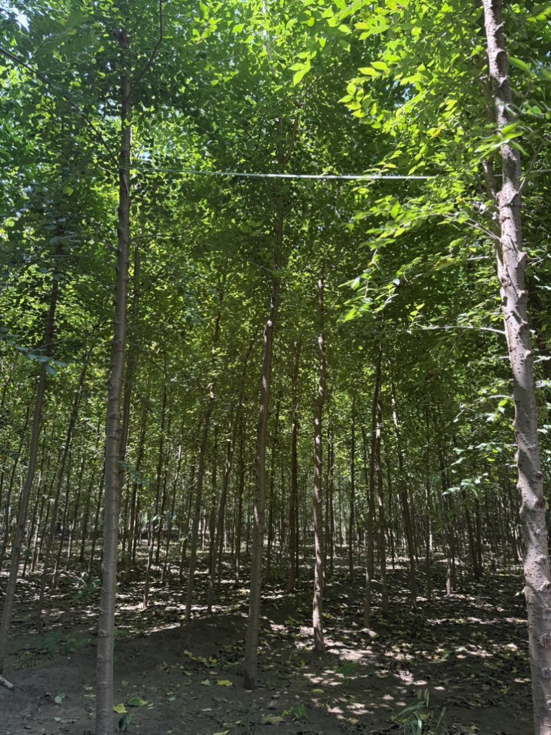 河北白榆，榆树基地，发货拉萨，造林