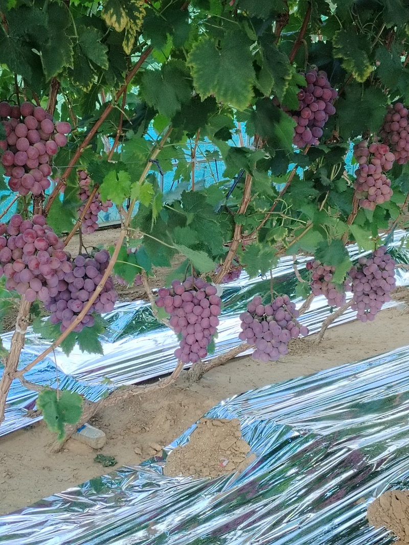辽南冷棚红提葡萄大量上市