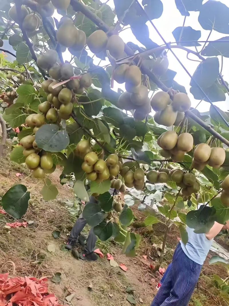 红心猕猴桃