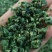 【推荐】蒲公英馅/视频看货/品质保证/欢迎咨询
