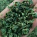 【推荐】蒲公英馅/视频看货/品质保证/欢迎咨询