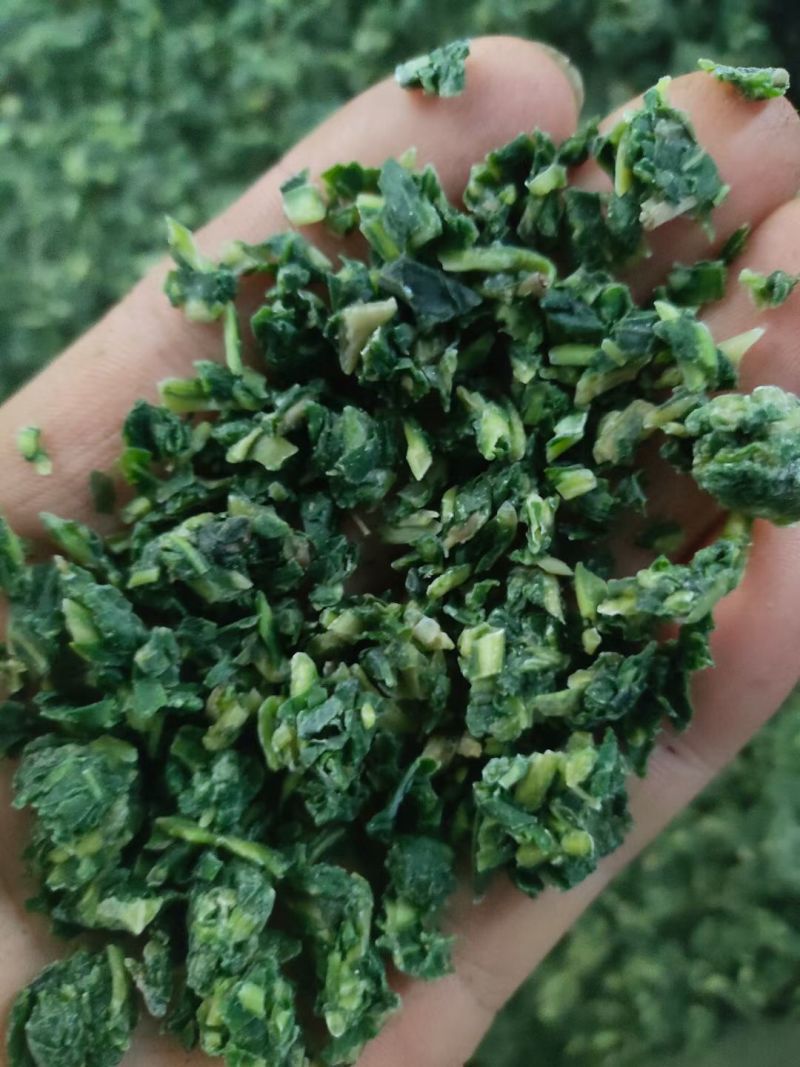 【推荐】蒲公英馅/视频看货/品质保证/欢迎咨询
