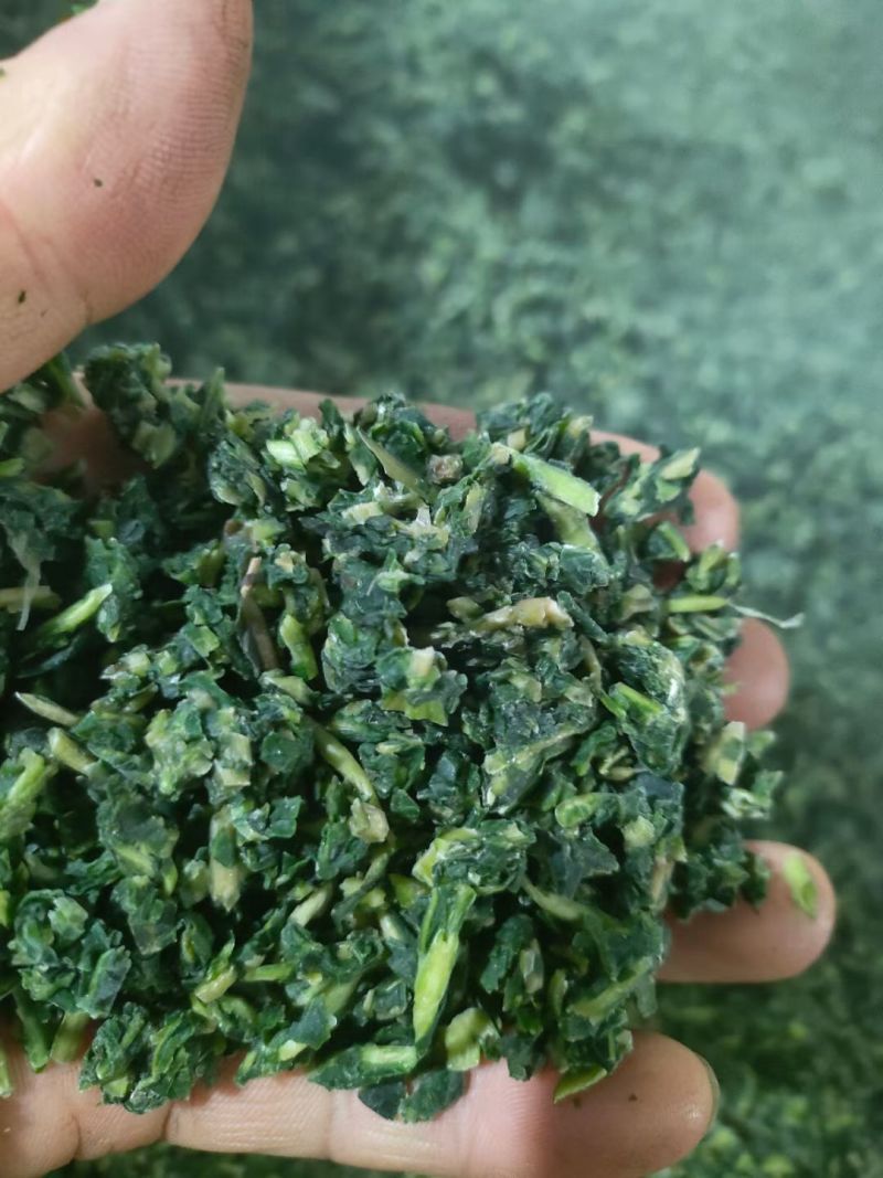 【推荐】蒲公英馅/视频看货/品质保证/欢迎咨询