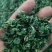 【推荐】蒲公英馅/视频看货/品质保证/欢迎咨询