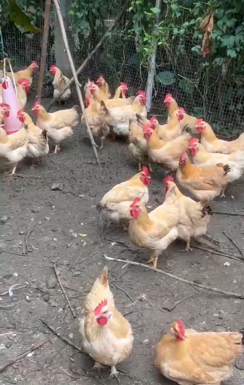 三黄鸡土一110天鸡烧鸡专用