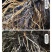 植物激活免疫蛋白，不含任何化学生长激素（科研新品）