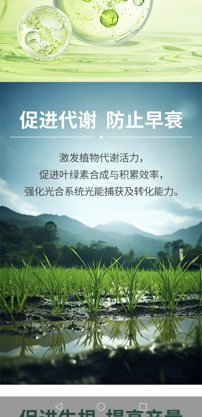 植物激活免疫蛋白，不含任何化学生长激素（科研新品）