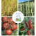 植物激活免疫蛋白，不含任何化学生长激素（科研新品）