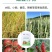 植物激活免疫蛋白，不含任何化学生长激素（科研新品）