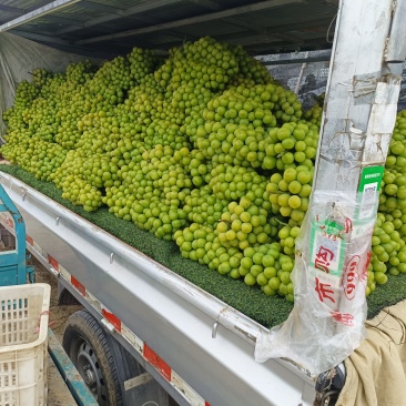 阳光玫瑰