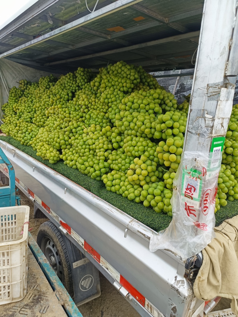 阳光玫瑰