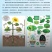 植物激活免疫蛋白，不含任何化学生长激素（科研新品）