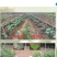 植物激活免疫蛋白，不含任何化学生长激素（科研新品）
