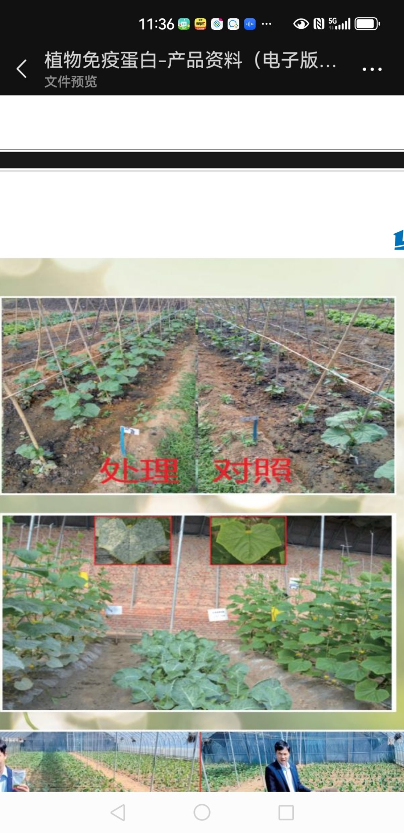 植物激活免疫蛋白，不含任何化学生长激素（科研新品）