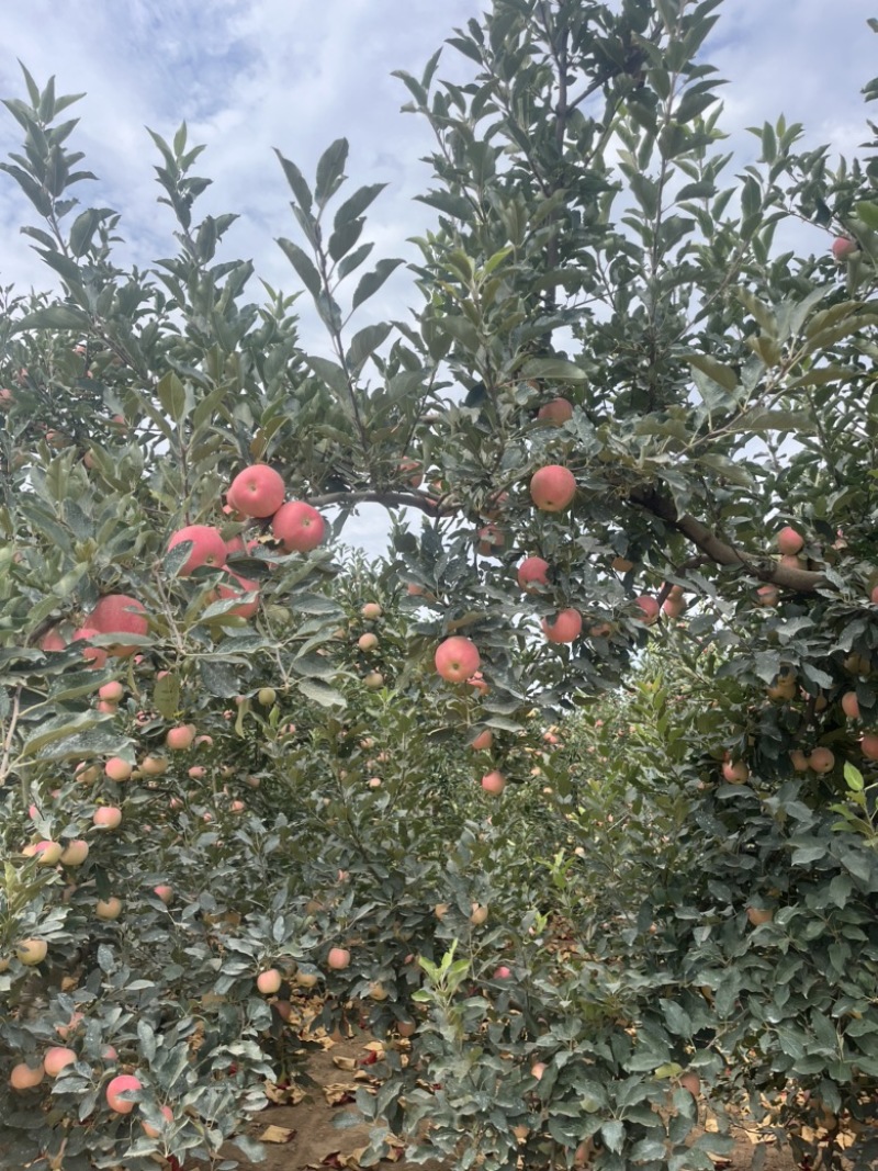噶啦苹果