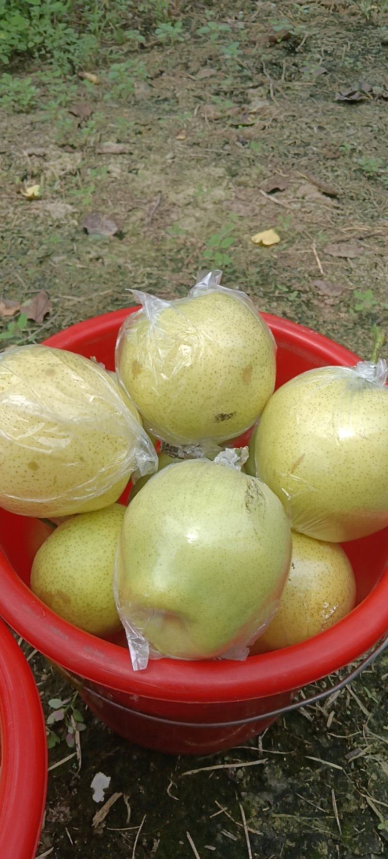 阳信黄冠梨