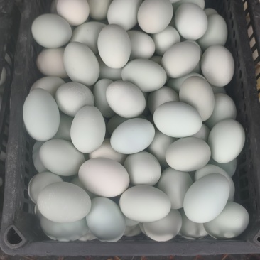 江苏咸鸭蛋工厂直发保质保量售后无忧全国发货