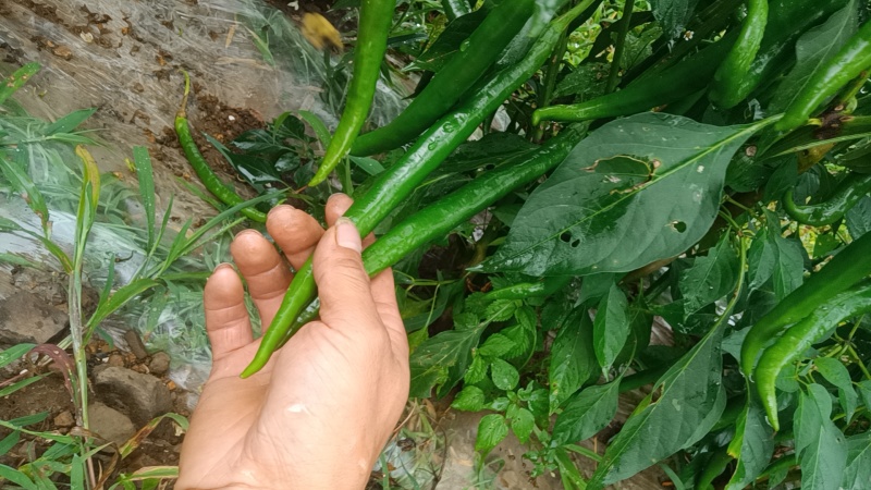 3号线椒