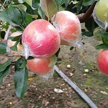 美八苹果