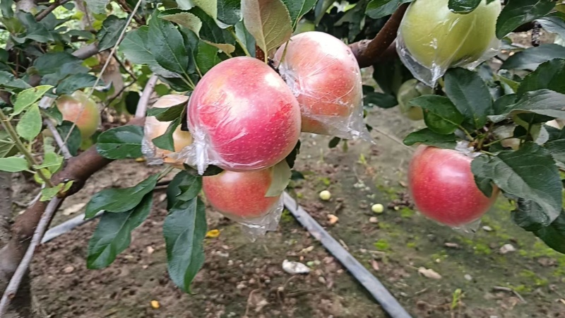 美八苹果