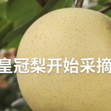 自家皇冠梨开始摘了，需要的联系我