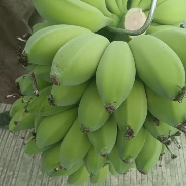 苹果蕉广东湛江苹果蕉，现货质量好大量现货供应