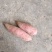 精品西瓜红上市有需要的老板联系