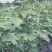 山坡大刺老芥黄瓜