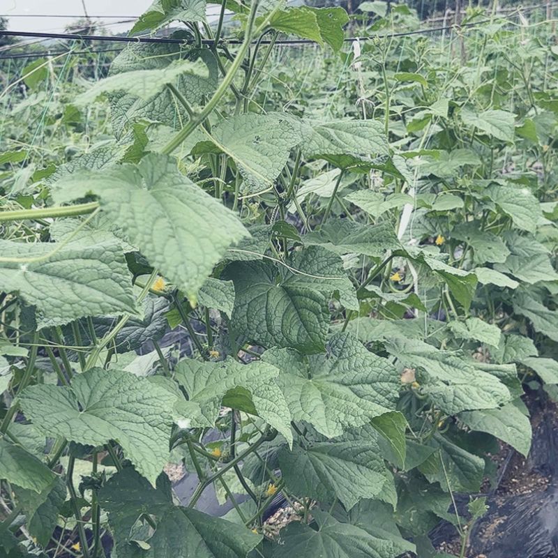 山坡大刺老芥黄瓜