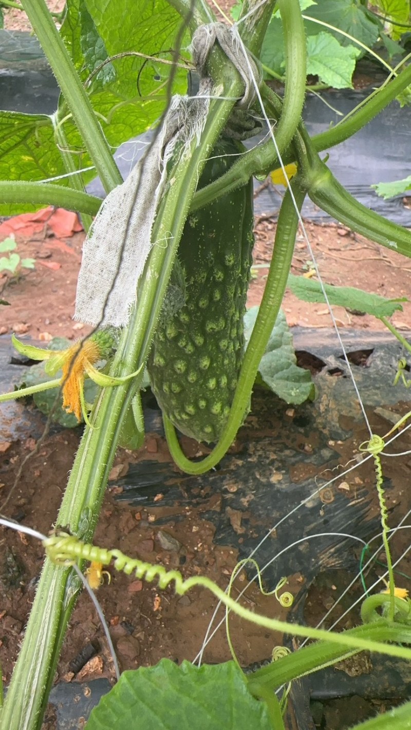 山坡大刺老芥黄瓜