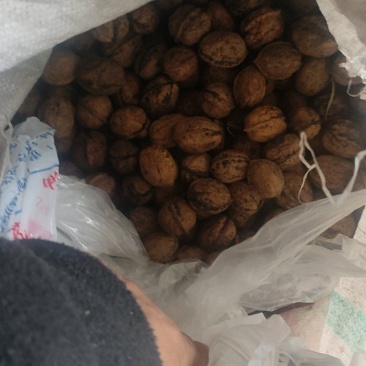 核桃【产地直供一手货源品质保证】欢迎来电