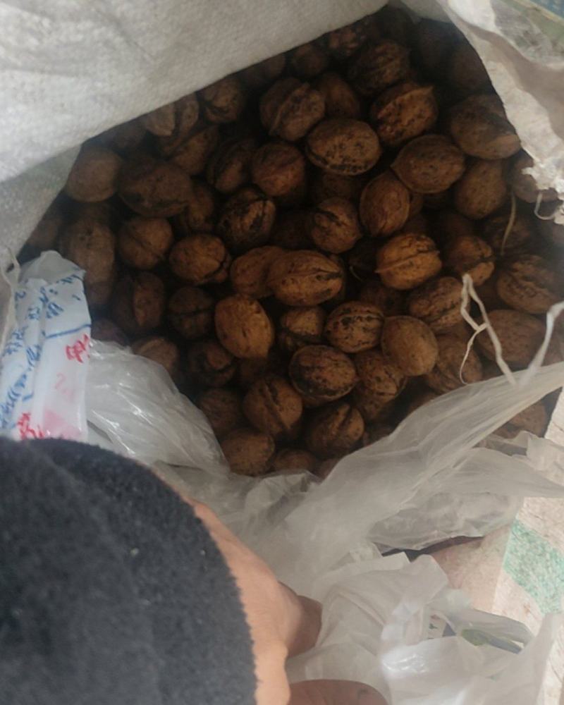 核桃【产地直供一手货源品质保证】欢迎来电
