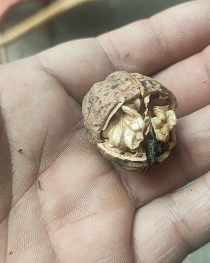 核桃【产地直供一手货源品质保证】欢迎来电